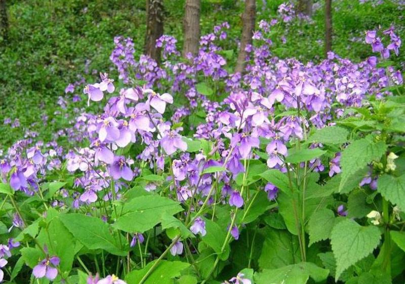 二月兰花种子，四季种易活二月兰花籽多年生宿根诸葛菜种