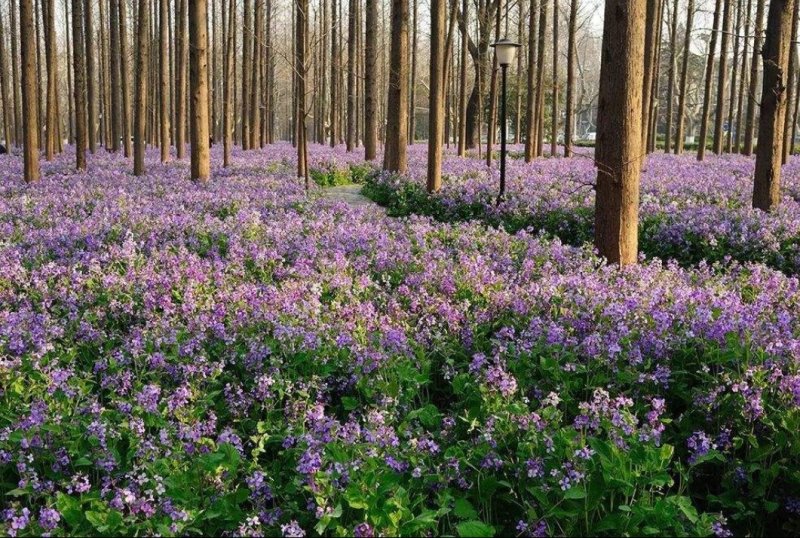 二月兰花种子，四季种易活二月兰花籽多年生宿根诸葛菜种