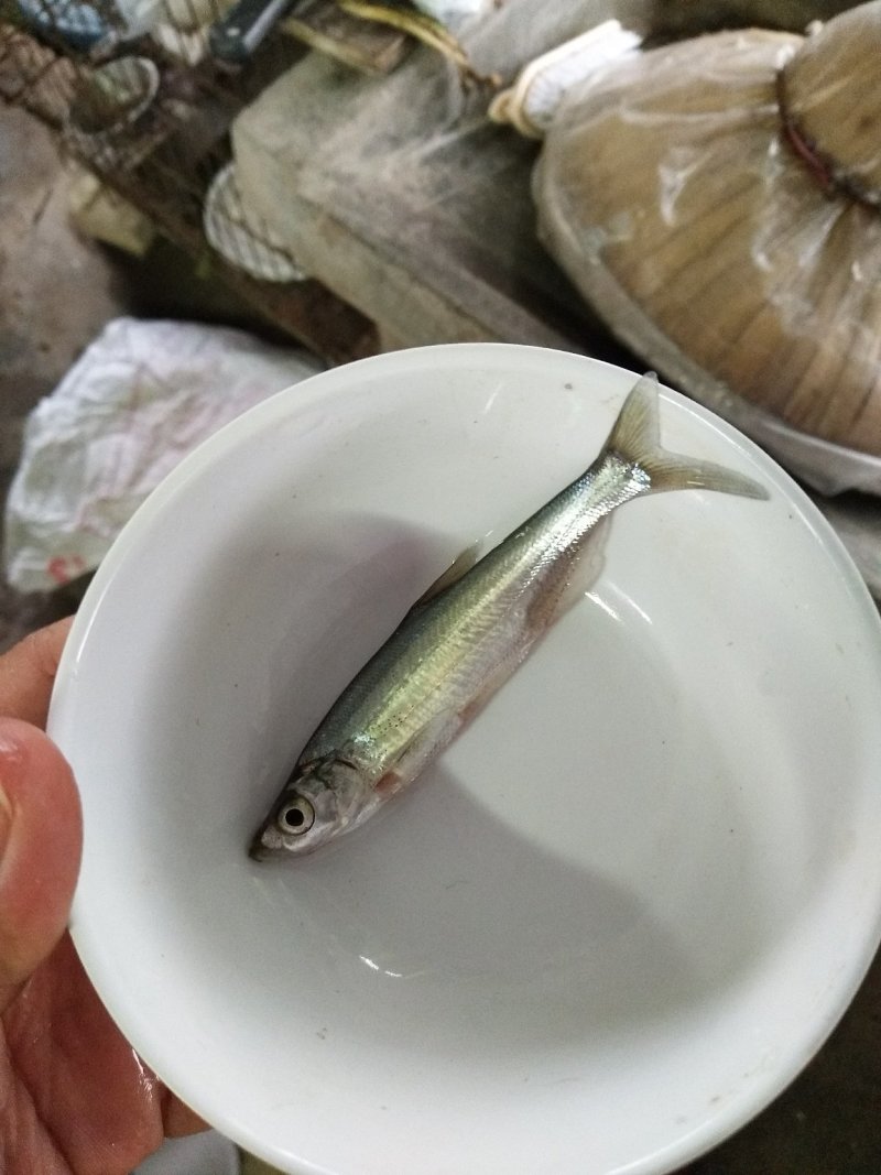 翘壳鱼苗，渔场发货，可视频看货支持线上保障交易