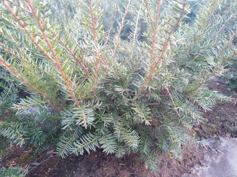 红豆杉自家种植本溪桓仁小苗到一米六高的全有