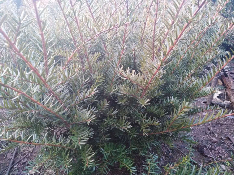 红豆杉自家种植本溪桓仁小苗到一米六高的全有