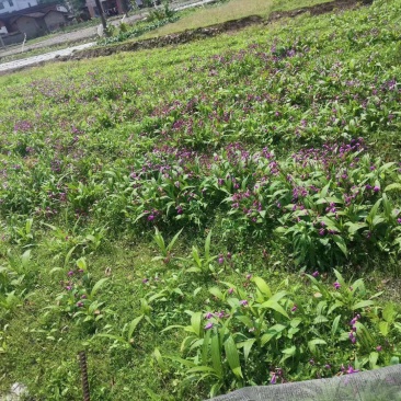 白芨