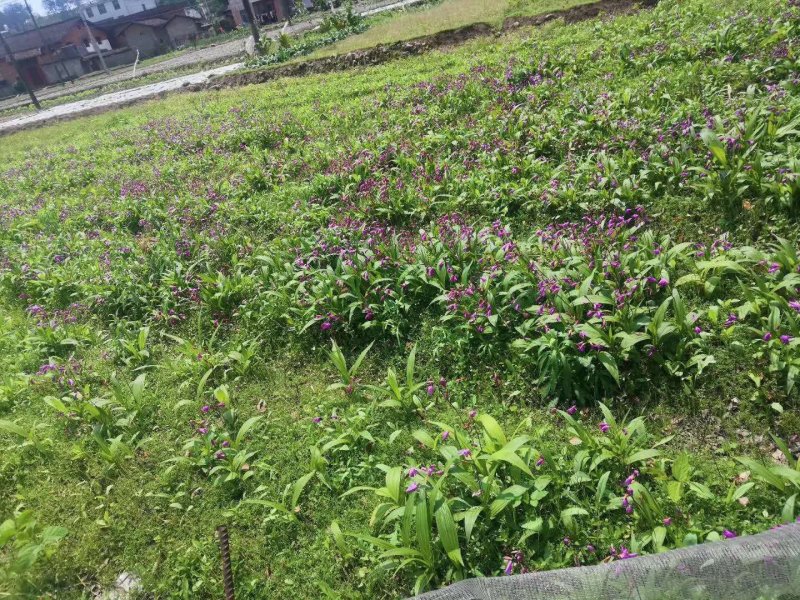 白芨