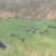 藏香猪种猪、仔猪苗、肉猪、整猪猪肉、引种包售后服务