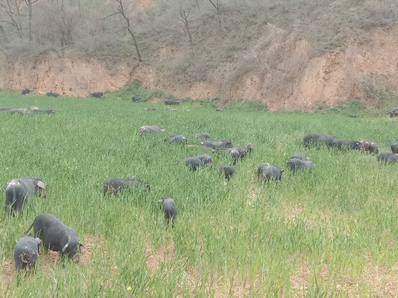 藏香猪种猪、仔猪苗、肉猪、整猪猪肉、引种包售后服务