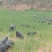 藏香猪种猪、仔猪苗、肉猪、整猪猪肉、引种包售后服务