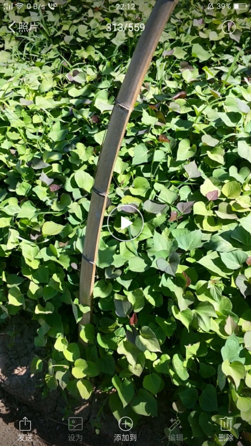 烟薯苗