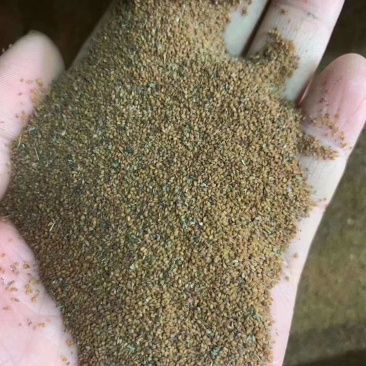 荠菜种子野生荠菜种子大叶野菜阳台四季播菜籽盆栽地菜蔬菜种