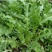 荠菜种子野生荠菜种子大叶野菜阳台四季播菜籽盆栽地菜蔬菜种