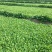 荠菜种子野生荠菜种子大叶野菜阳台四季播菜籽盆栽地菜蔬菜种