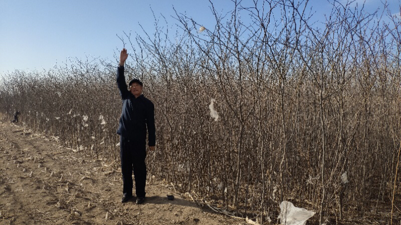 8年皂角树本溪桓仁无中间商几点集合喜欢喜欢