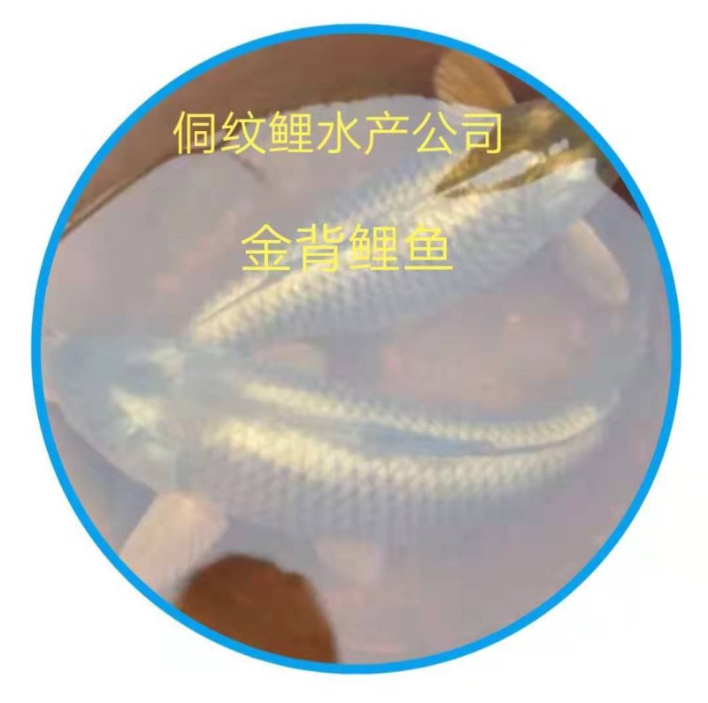 鲤鱼苗（花背鲤金线鲤）【原产地】自己繁殖自己养殖