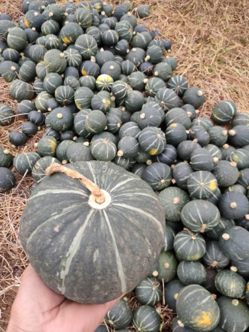 大量香芋南瓜上市供货了