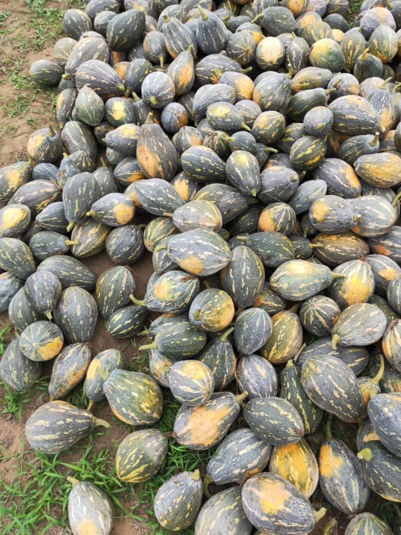 大量香芋南瓜上市供货了
