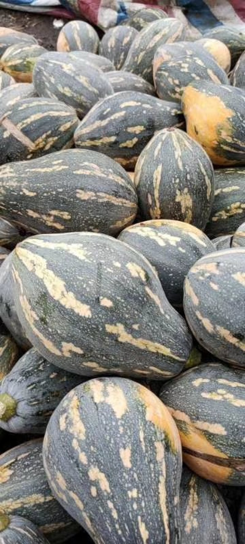 大量香芋南瓜上市供货了