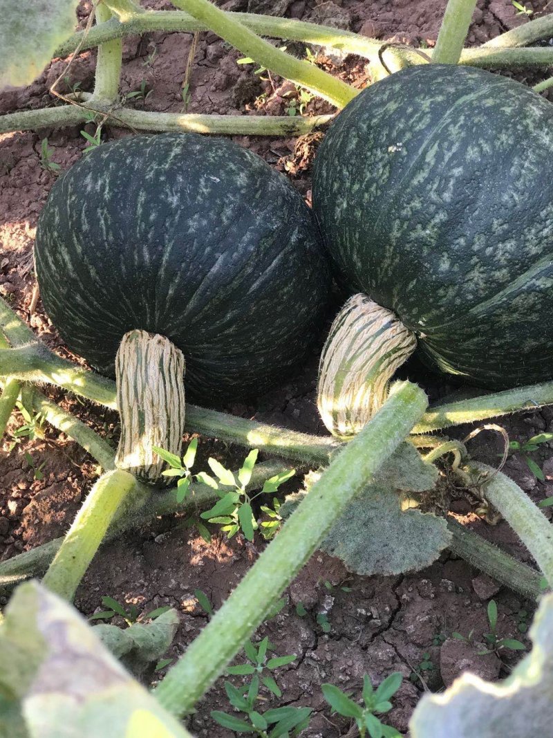 大量香芋南瓜上市供货了