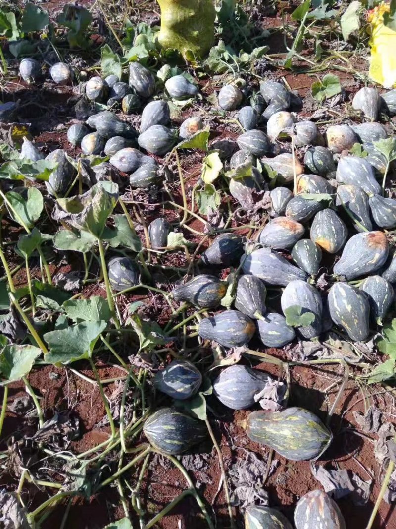 大量香芋南瓜上市供货了