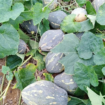 大量香芋南瓜上市供货了