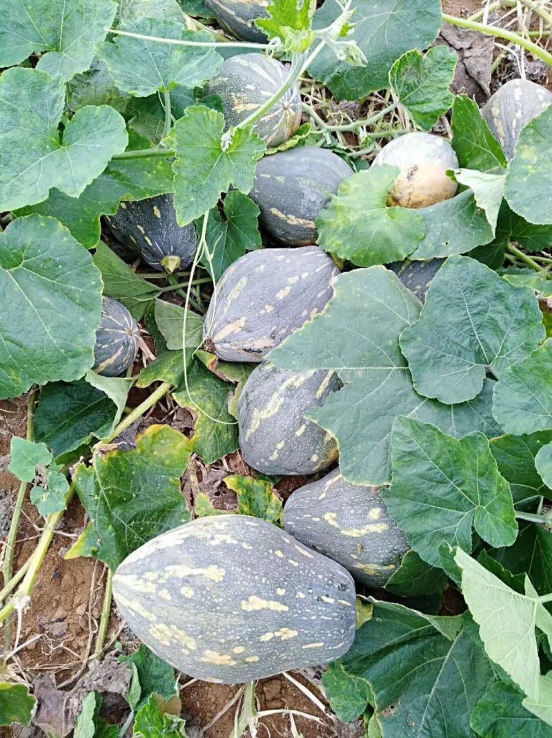 大量香芋南瓜上市供货了