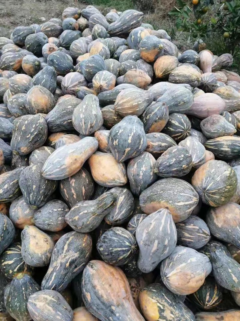 大量香芋南瓜上市供货了