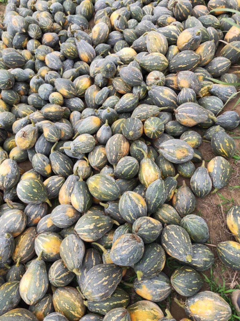 大量香芋南瓜上市供货了