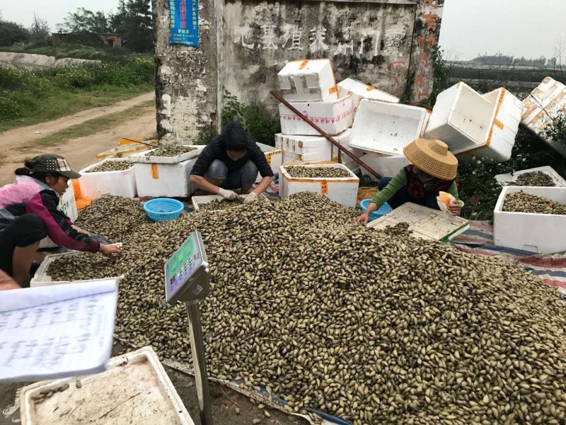 海瓜子，白蚬，大头螺