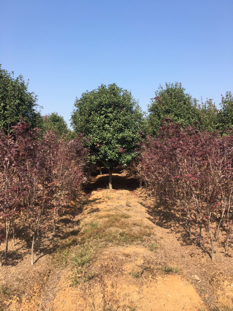 红叶石楠树