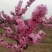 梅花，红梅，杏梅，谷里红，梅花行道树，庭院花园必备，