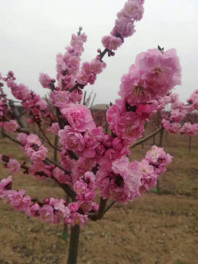 梅花，红梅，杏梅，谷里红，梅花行道树，庭院花园必备，