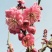 梅花，红梅，杏梅，谷里红，梅花行道树，庭院花园必备，