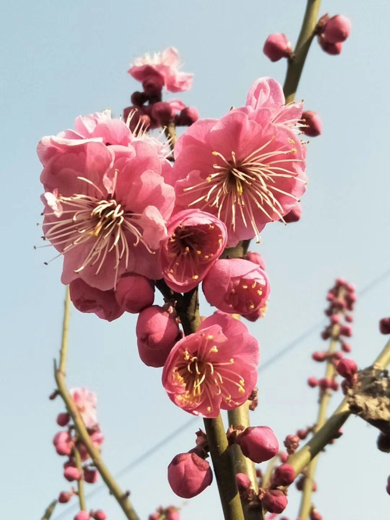 梅花，红梅，杏梅，谷里红，梅花行道树，庭院花园必备，