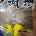 鱿鱼头35g真鱿和阿鱿手把串鱿鱼串