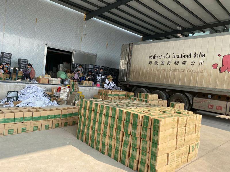 越南大青芒现货，一件代发供应，可持续到7月
