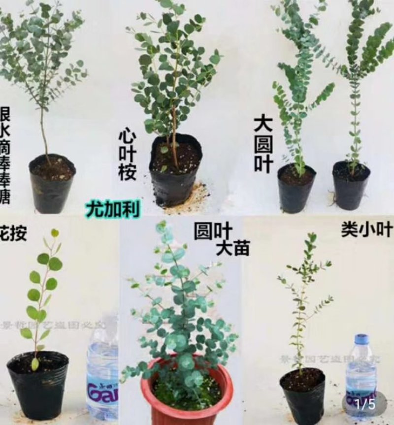 正品尤加利品种多质量好带杯发货欢迎咨询与订购