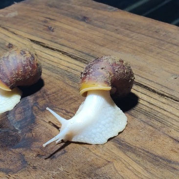 从事蜗牛养殖十年，可教授技术包回收。