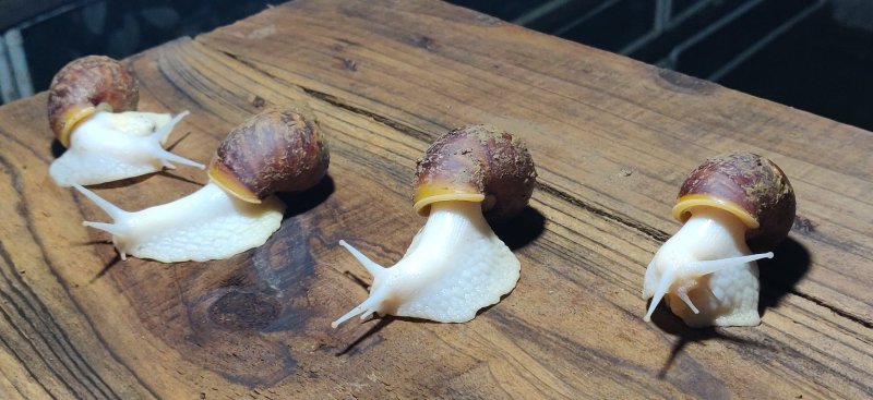 从事蜗牛养殖十年，可教授技术包回收。