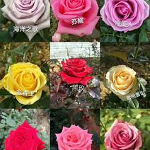 1_3年大花玫瑰老桩可用于园艺绿化工程全国各地都可发