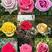 1_3年大花玫瑰老桩可用于园艺绿化工程全国各地都可发