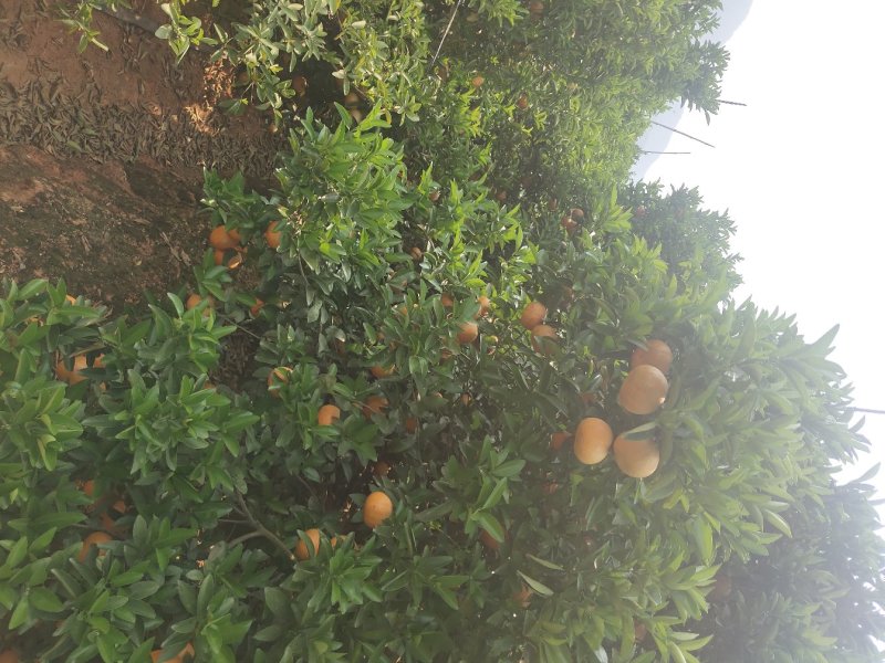 茂谷柑大量有货合作共赢厚德载物
