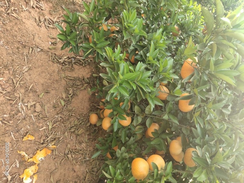 茂谷柑大量有货合作共赢厚德载物