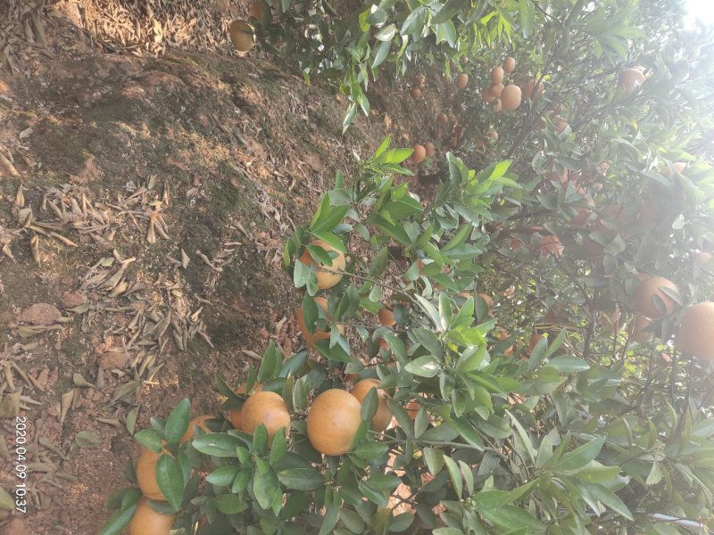 茂谷柑大量有货合作共赢厚德载物
