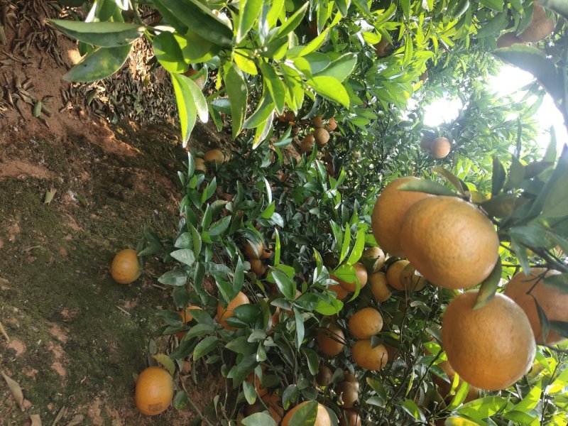 茂谷柑大量有货合作共赢厚德载物
