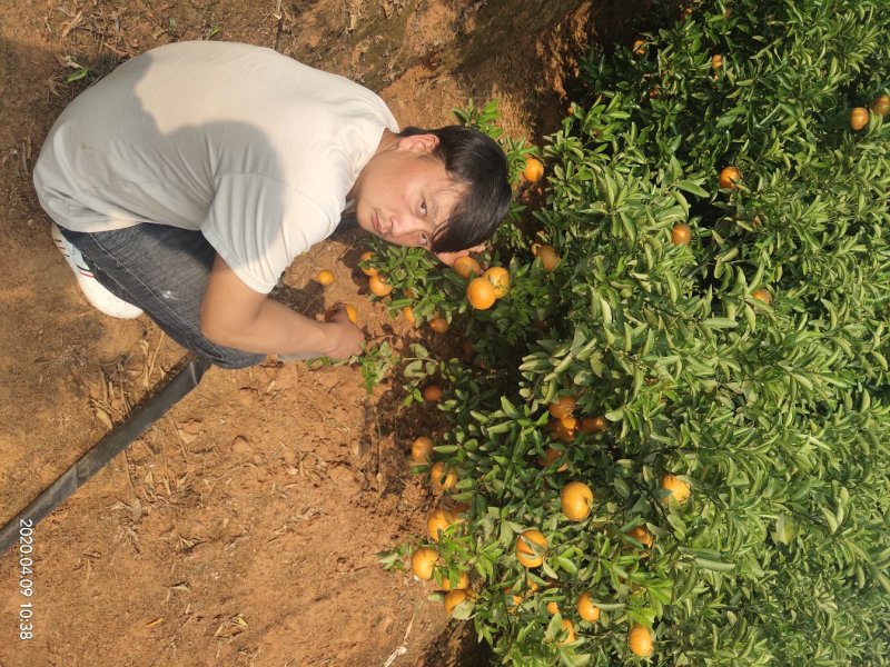 茂谷柑大量有货合作共赢厚德载物