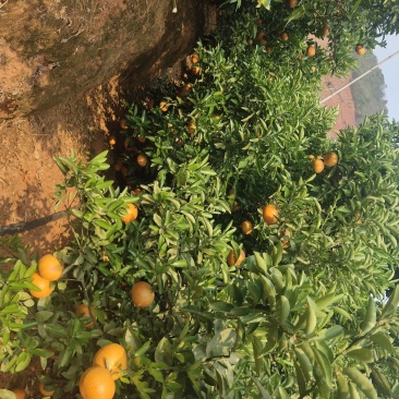 茂谷柑大量有货合作共赢厚德载物