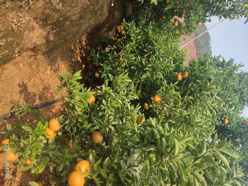 茂谷柑大量有货合作共赢厚德载物