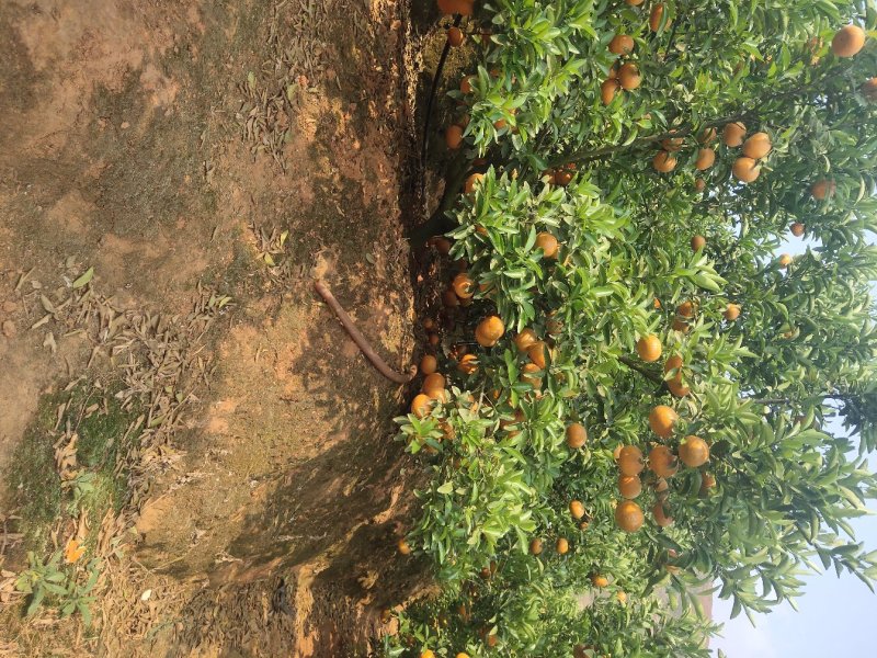 茂谷柑大量有货合作共赢厚德载物