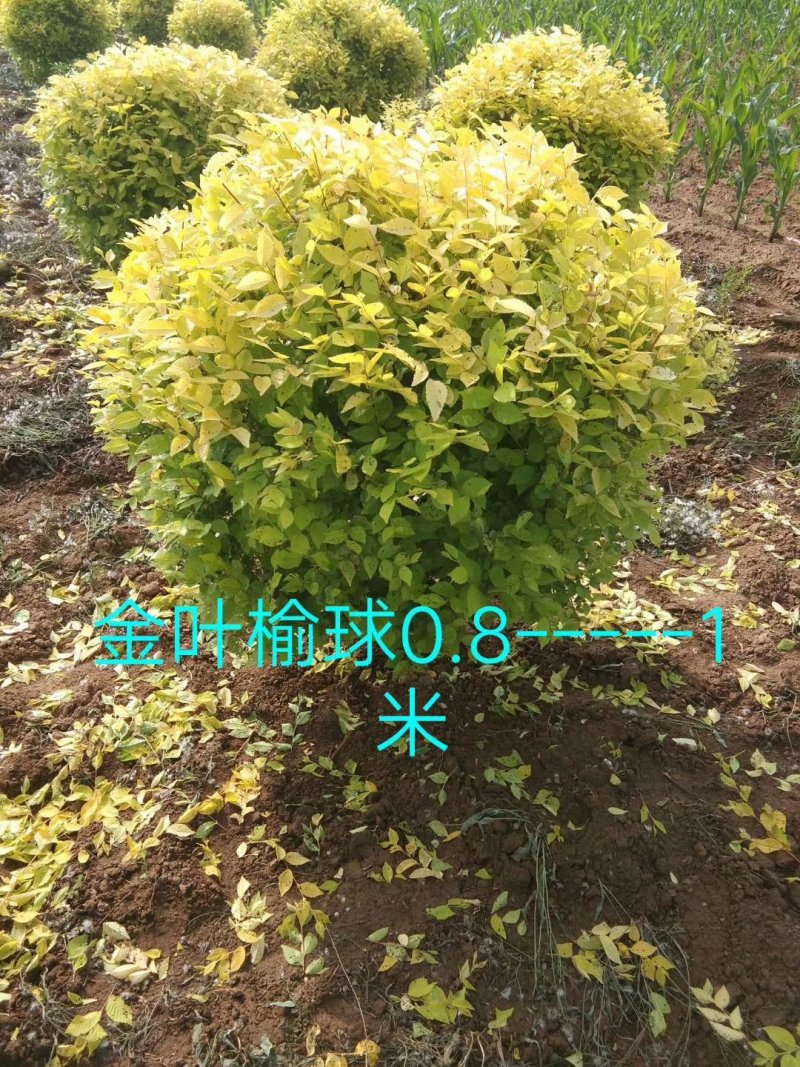 金叶榆景观柱彩色造型树苗量大从优实地看苗订购
