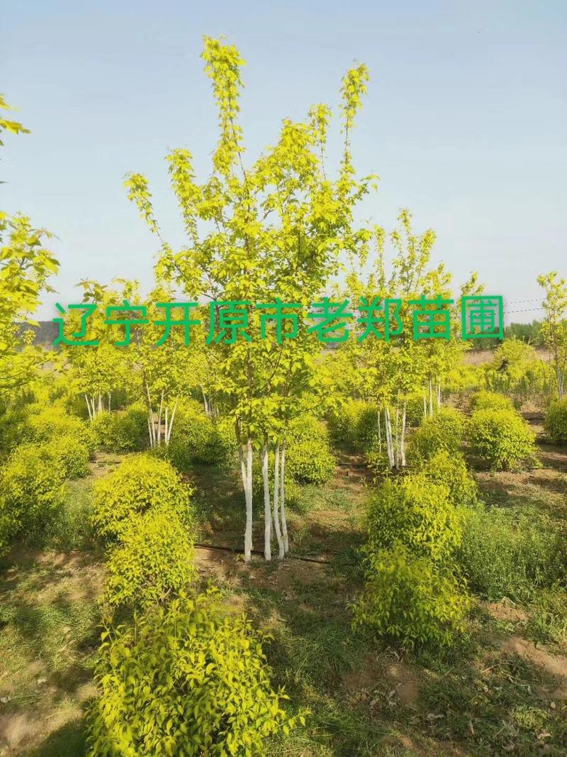 金叶榆景观柱彩色造型树苗量大从优实地看苗订购