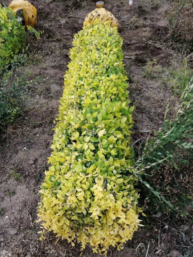 金叶榆景观柱彩色造型树苗量大从优实地看苗订购