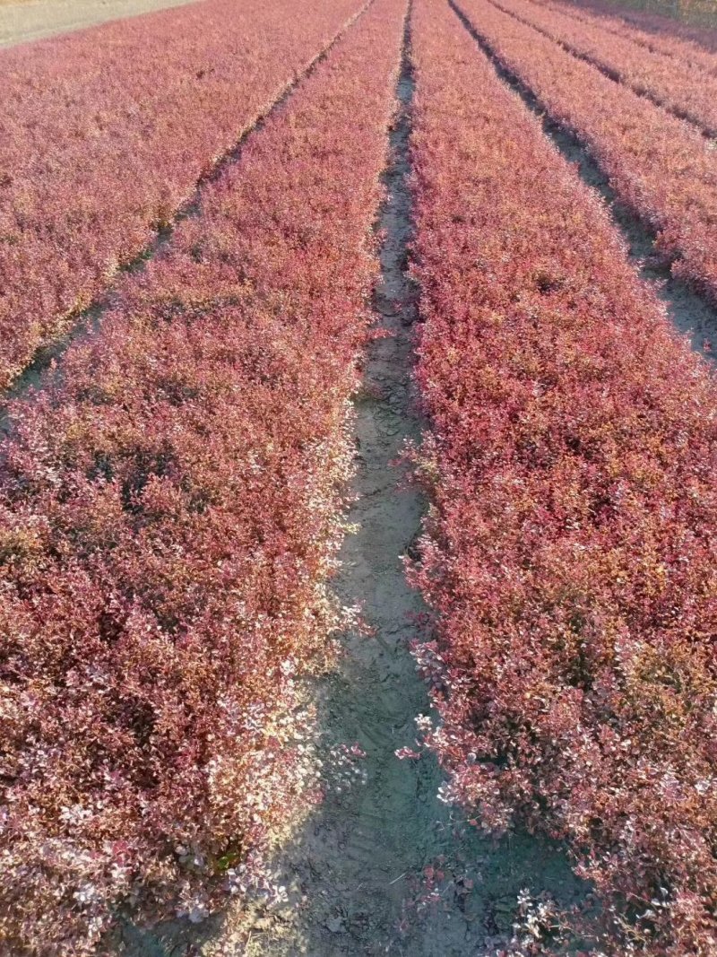 现苗紫叶小檗红叶小檗价格合理实地看苗订购